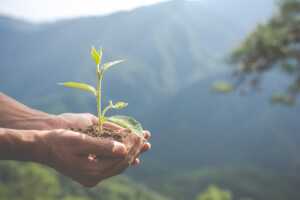 Bébé plante dans mains en creux, pour symboliser les gestes écolos à faire avec sa Bbox
