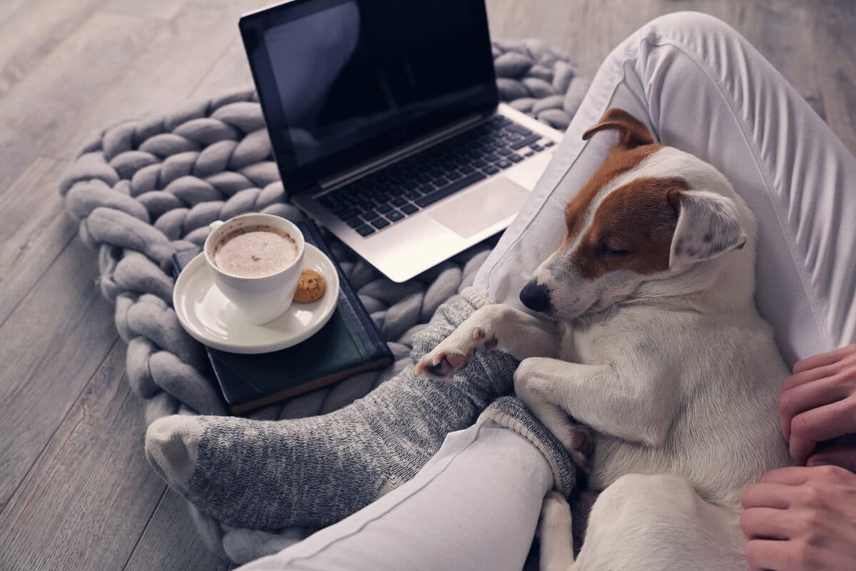 Chien lové au creux des genoux avec PC portable et Internet avec nouvelle Série Spéciale Livebox