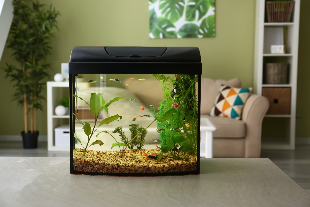 Il ne faut pas installer sa box à côté d'un aquarium.