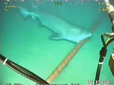 Attaque d'un câble sous-marin par un requin