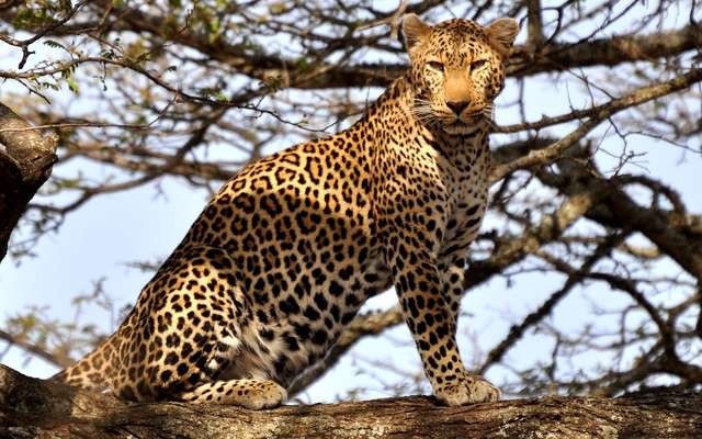 Un reportage animalier sur le léopard